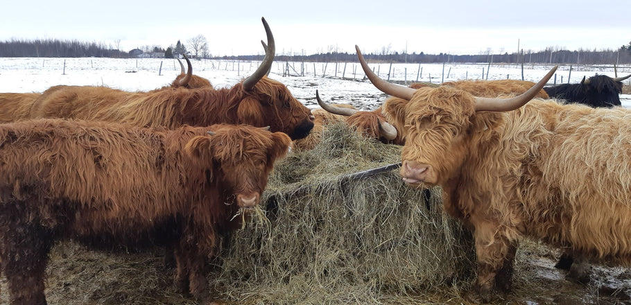 Getting our Highland Cows