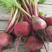 Load image into Gallery viewer, Beet Chiogga Guardsmark