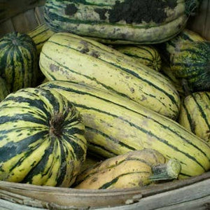 Squash, Winter Zeppelin Delicata