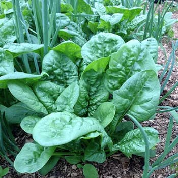 Spinach Long Standing Bloomsdale