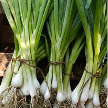 Green Onion, Evergreen Hardy