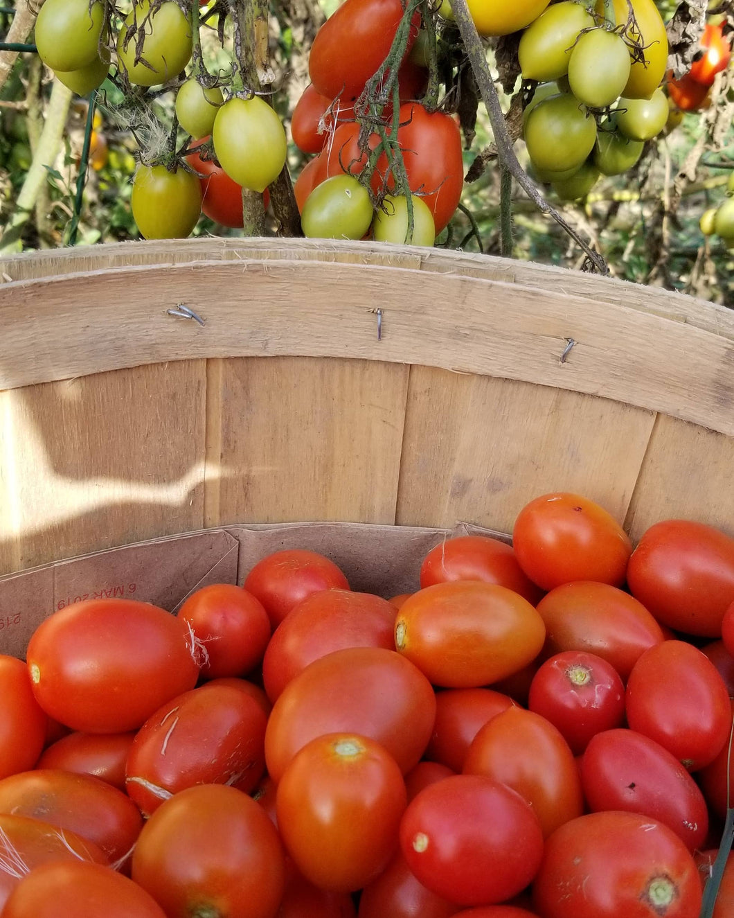 Tomato Cousin Martina Paste