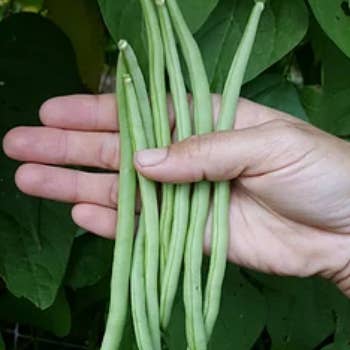 Beans Emerite Green Pole Bean