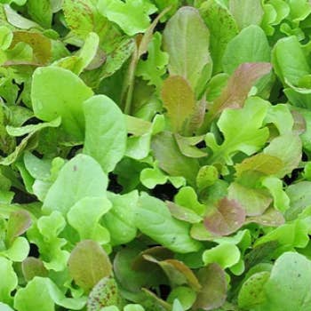 Greens Salad Mix