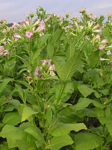 Canadian Tobacco (Nicotiana tabacum)