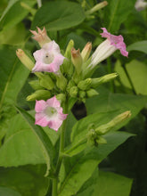 Charger l&#39;image dans la galerie, Canadian Tobacco (Nicotiana tabacum)