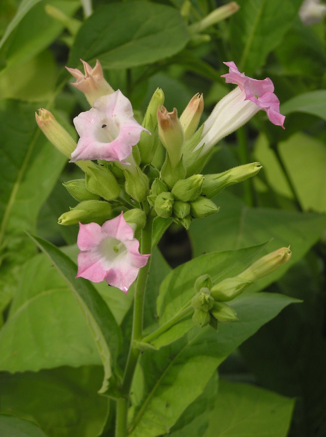 Canadian Tobacco (Nicotiana tabacum)