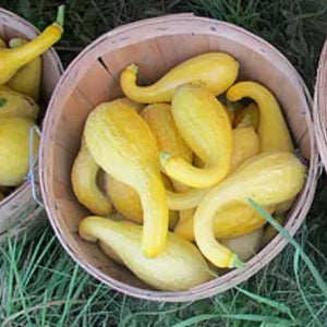 Squash, SummerEarly Golden Crookneck