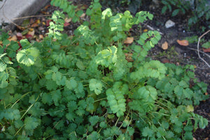 Salad Burnet (Sanguisorba minor) Seeds