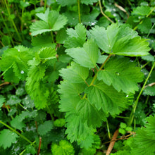 Load image into Gallery viewer, Salad Burnet (Sanguisorba minor) Seeds