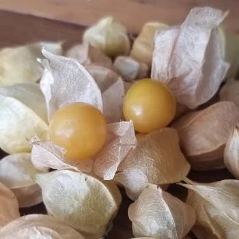 Ground Cherry Lowens Family