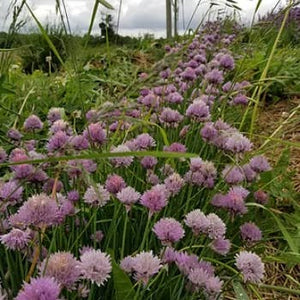 Herbs Chives