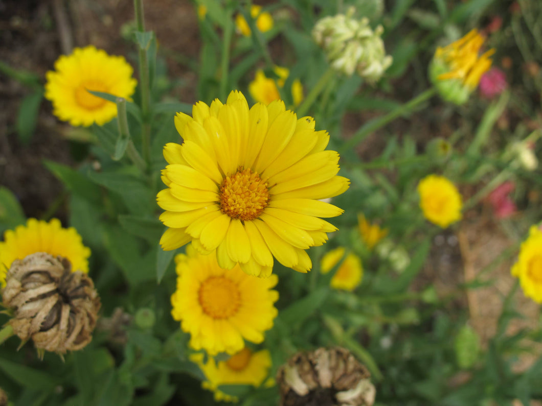 Flowers Calendula Resina