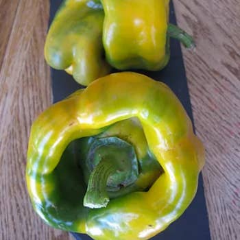 Peppers Quadrato D'Asti Yellow Bell