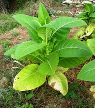 Charger l&#39;image dans la galerie, Canadian Tobacco (Nicotiana tabacum)